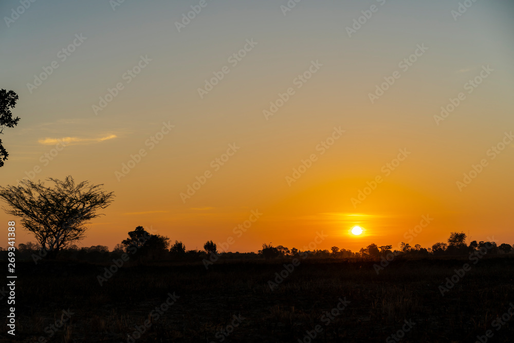 Golden beautiful Sunrise clear and silhouette bush or brake tree in the countryside at morning on quiet day