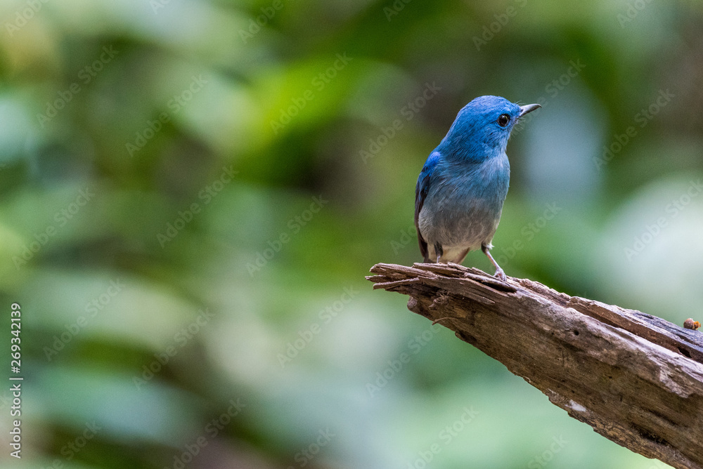 Lovely Blue bird-Pale Blue Flycatcher perching (Cyornis unicolor) Lovely Blue bird-Pale Blue Flycatcher perching (Cyornis unicolor)
