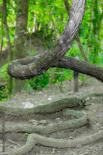 Large vines in tropical forests, large trees and roots,Winding tree trunk