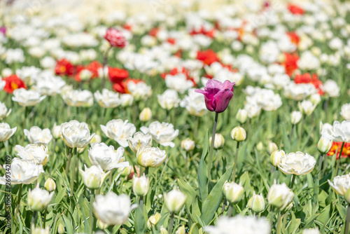 Colorful and white tulips flower bed in sunlight in the Netherlands