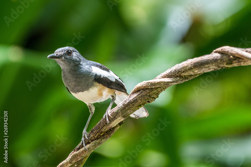 Bird-Oriental magpie-robin (Copsychus saularis) perched