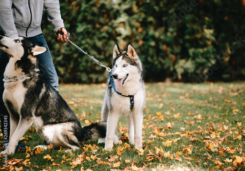 Dogs breed Siberian Husky walks in autumn park