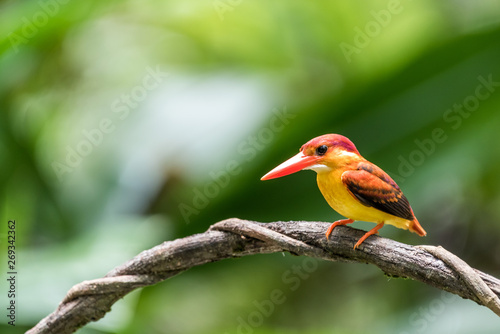 Beautiful bird Rufous-backed Dwarf-Kingfisher (Ceyx rufidorsa) perched