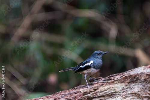Bird-Oriental magpie-robin (Copsychus saularis) perched