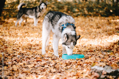 Siberian Husky drinks water