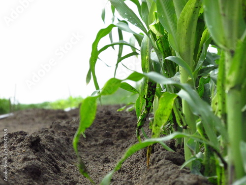 Green beds on the home plot