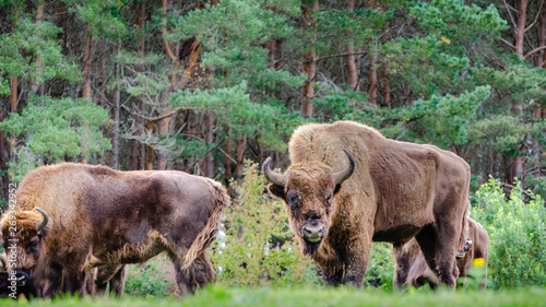 A small herd of European bison (Bison bonasus), also known as Wisent or the European wood bison, are grazing in a forest clearing.