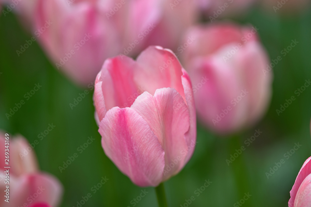 Pink tulips on a sunny day on a green background. Concept Spring. Tulip variety Pink Impression Pink tulips on a sunny day on a green background. Concept Spring. Tulip variety Pink Impression