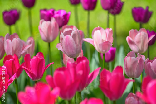 Tulips of different colors on a sunny day on a green background. Concept Spring