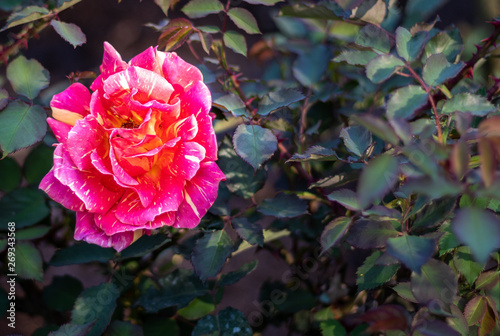 Pink Flower in Unique texture and bright color with text space