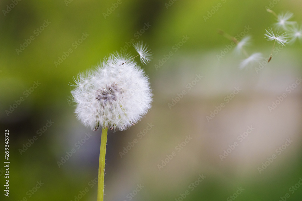 Dandelion flying on green background