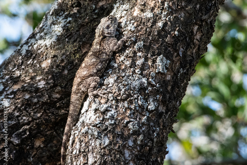 A female Tree Agama camouflaged on a tree branch, South Africa.