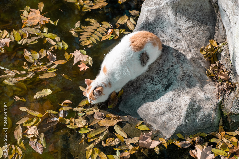Obraz premium Cat sitting on stone and drinking water many floating leaves in the water around