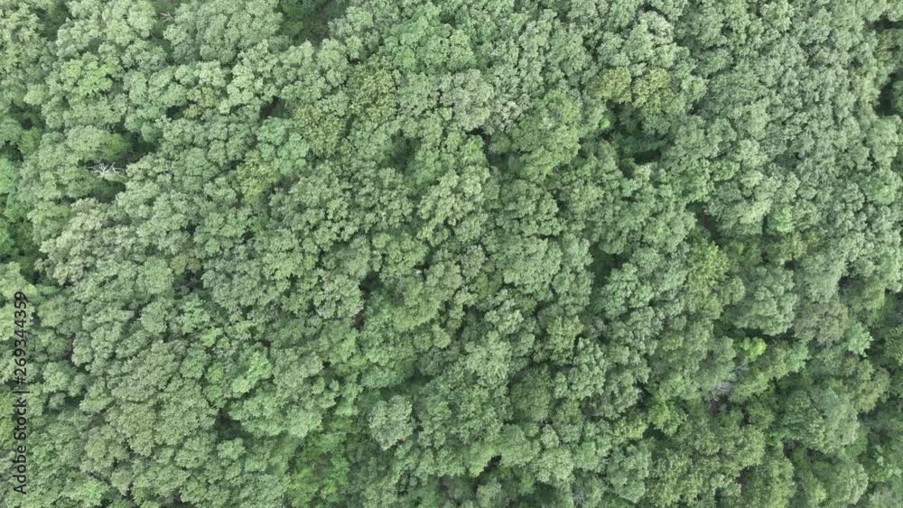 Drone flies overhead a forest Drone flies overhead a forest