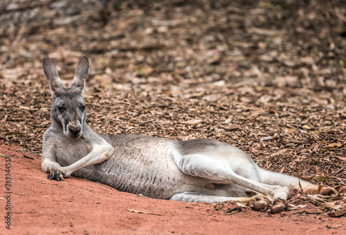 Kangaroo funny big animal