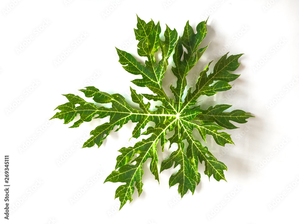 Fototapeta premium papaya leaf on white background