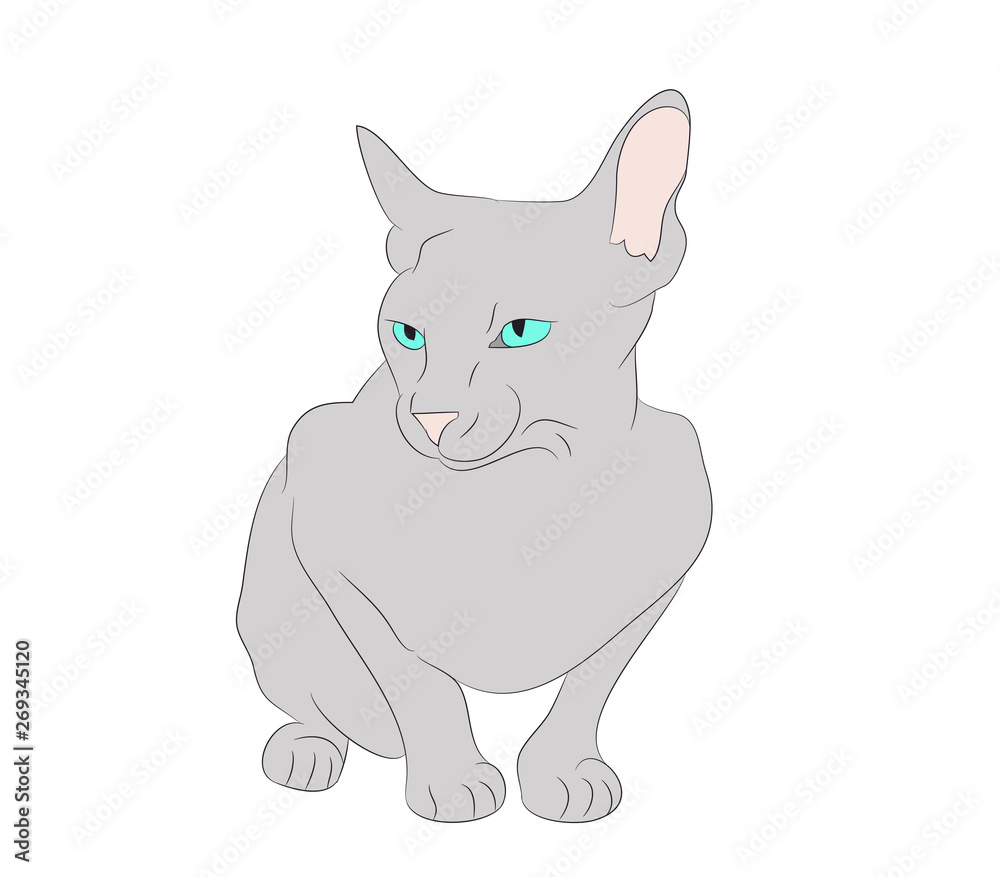 vector illustration cat sitting in color