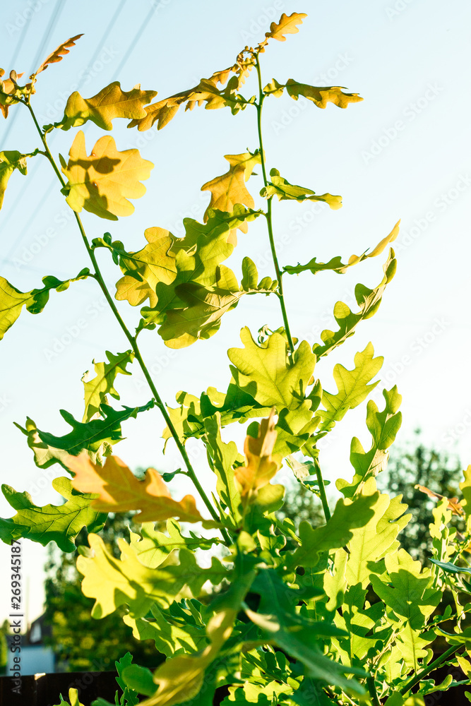 Green oak leaves against the blue sky closeup Green oak leaves against the blue sky closeup