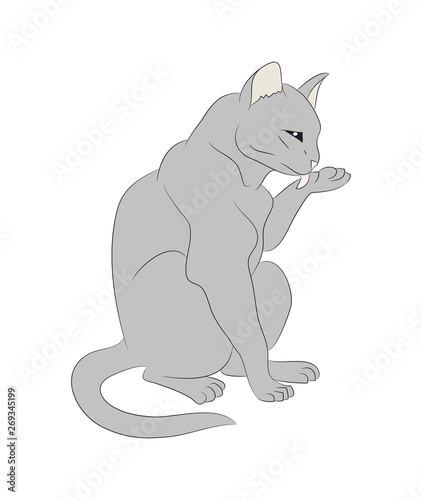 vector illustration of a cat that licks its paw, drawing color