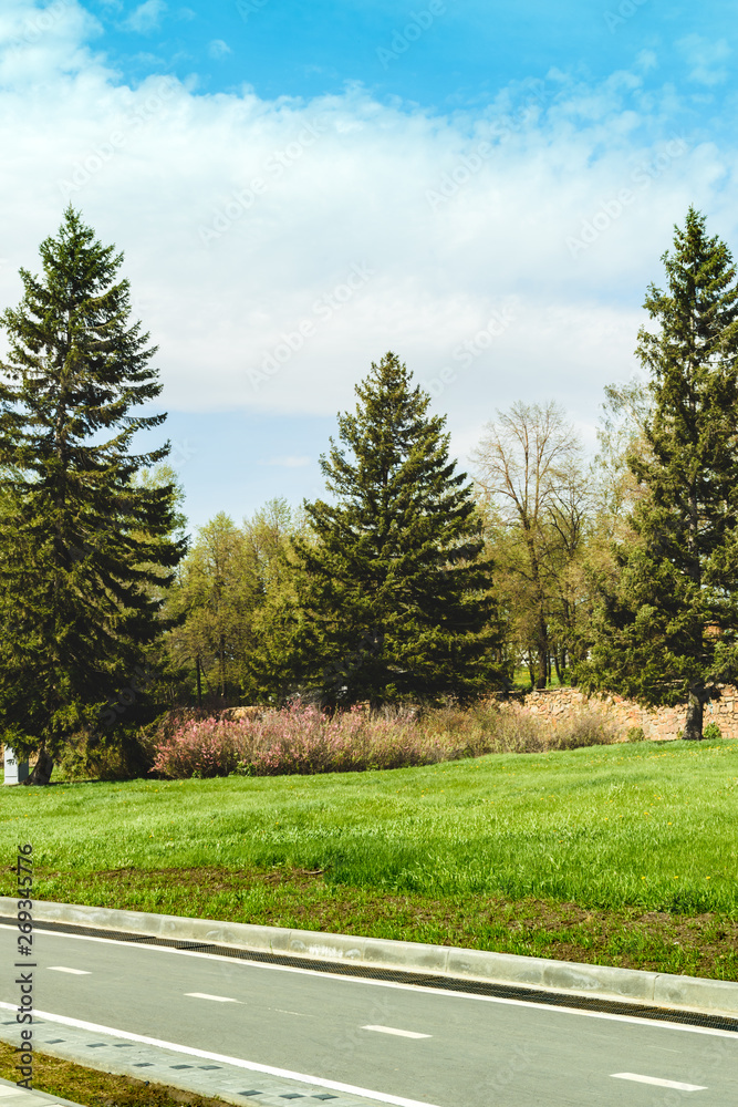 Summer cityscape with christmas trees. Sunny summer day in the park Novosibirsk Summer cityscape with christmas trees. Sunny summer day in the park Novosibirsk