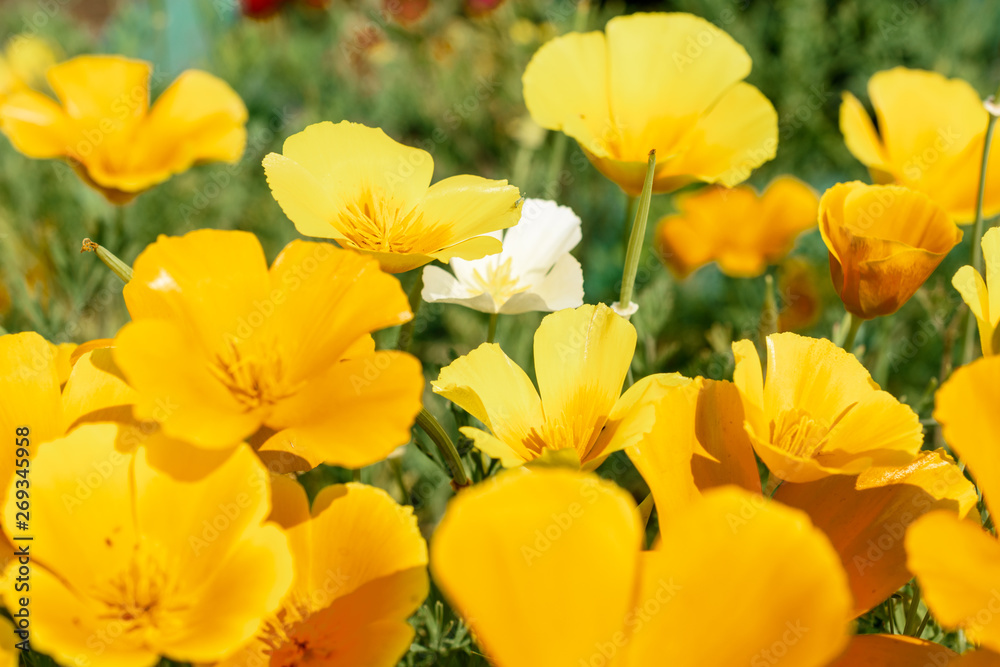 yellow flowers in the garden yellow flowers in the garden