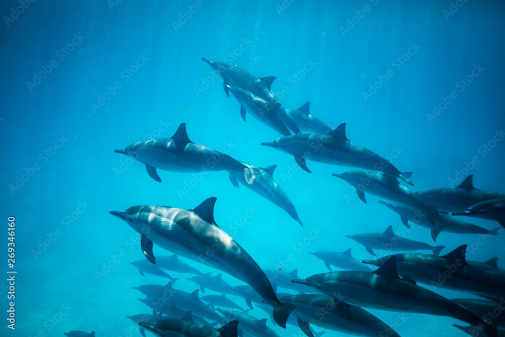 Obraz premium dolphin school swimming in blue water 2