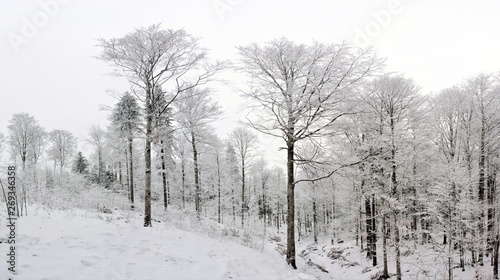 deciduous forest in winter