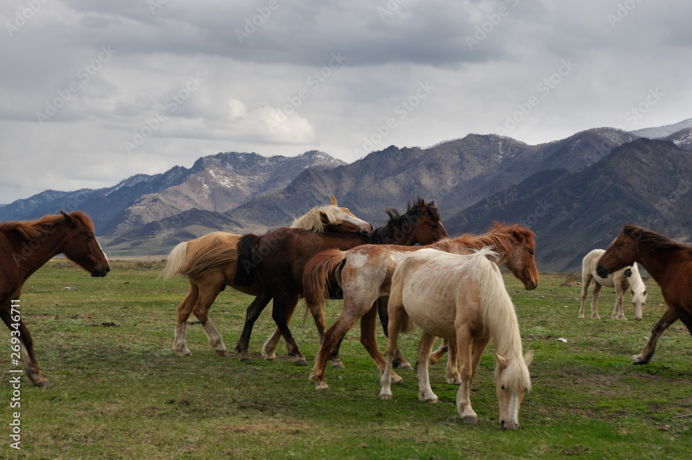 Horses on pasture in mountains