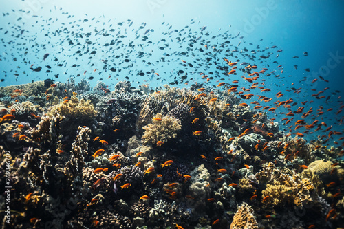 underwater coral reef with small fish in red sea 3