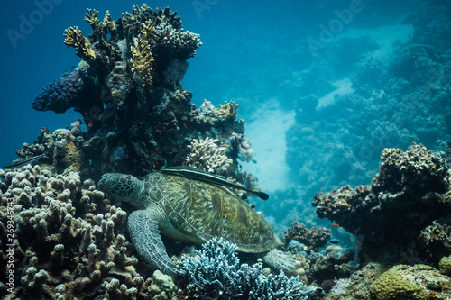 turtle sleeping on coral reef in red sea 2 © mattisi