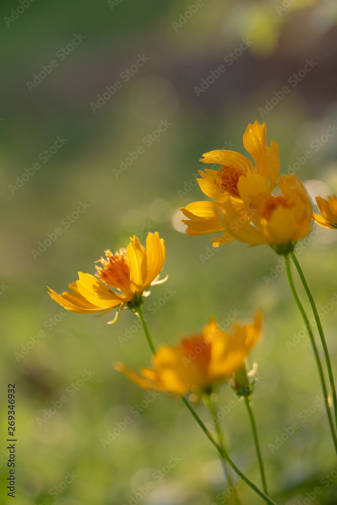Yellow flower and green stem in sunny day Yellow flower and green stem in sunny day