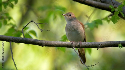 Common nightingale singing