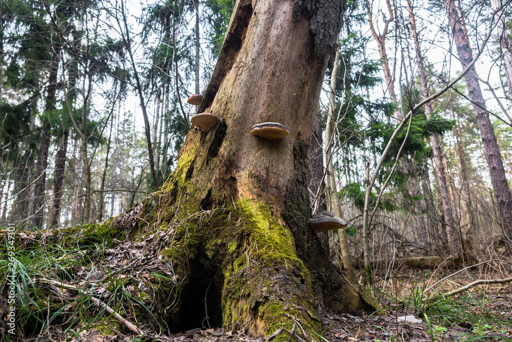 An old stump, infected by fungal plant pathogen - Polypore fungus. This species infects trees through broken bark, causing rot and continues to live on trees long after they have died, as a decomposer An old stump, infected by fungal plant pathogen - Polypore fungus. This species infects trees through broken bark, causing rot and continues to live on trees long after they have died, as a decomposer