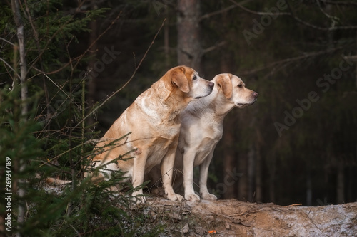 Two labrador retriever in autumn forest