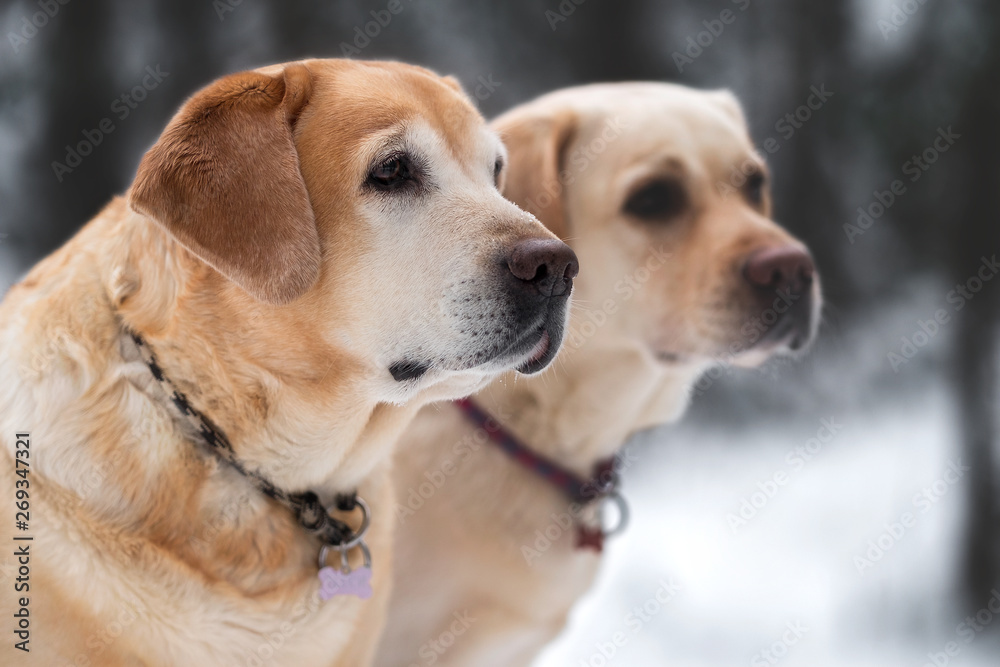 Labrador retriever on winter landscapes