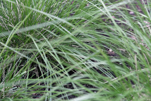 Close-up view of ornamental grass with dried and fresh blades of grass