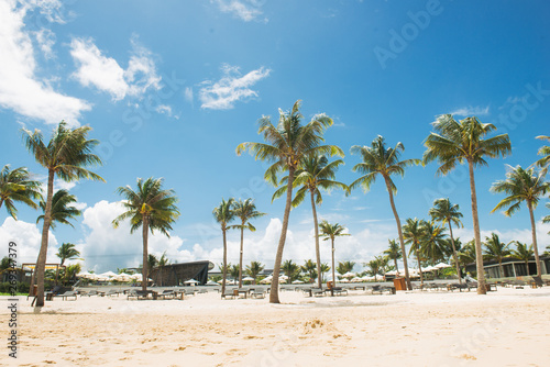 Coconut Palm trees on white sandy tropical beach. Summer holiday and vacation concept.