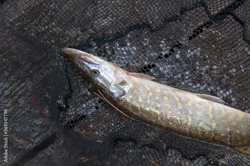 Close up view of big freshwater pike lies on black fishing net..
