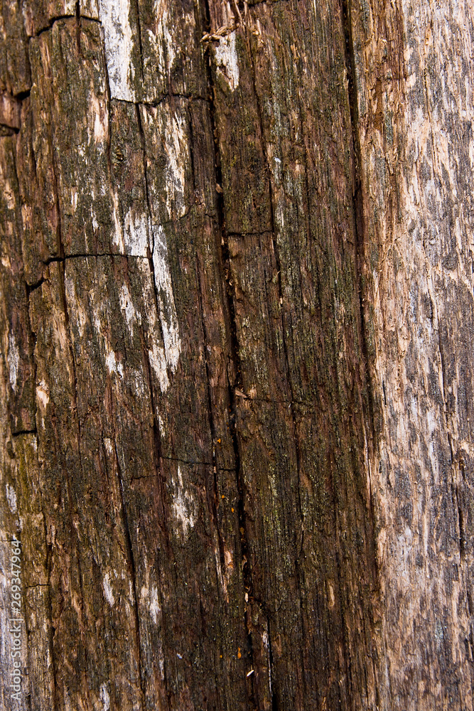 Moss and mold affect a wooden planks.