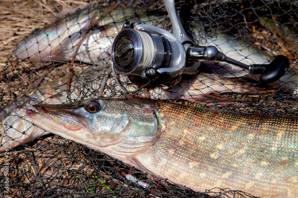 Freshwater pike fish. Freshwater pike fish lies on round keepnet with fishery catch in it and fishing rod with reel.. Freshwater pike fish. Freshwater pike fish lies on round keepnet with fishery catch in it and fishing rod with reel..