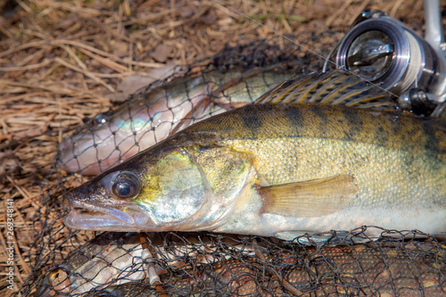 Freshwater zander fish. Freshwater zander fish and fishing equipment lies on round keepnet with fishery catch in it..