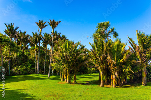 Picturesque meadow in a palm grove photo