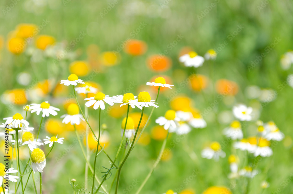 Beautiful sunny day in the meadow.Charming little chamomiles in the garden Beautiful sunny day in the meadow.Charming little chamomiles in the garden