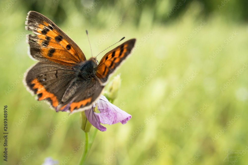 Butterfly and flower Butterfly and flower