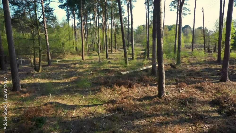 Drone flying through the woods. Make your woodland adventure come alive. Drone flying through the woods. Make your woodland adventure come alive.