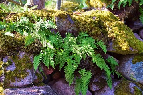 Hard Fern (Blechnum spicant) on the rock with moss, sweden. photo