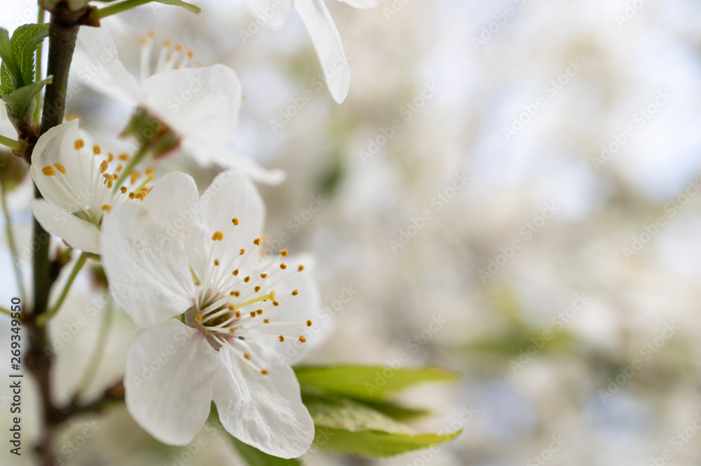 Fototapeta premium Blooming fruit tree. 