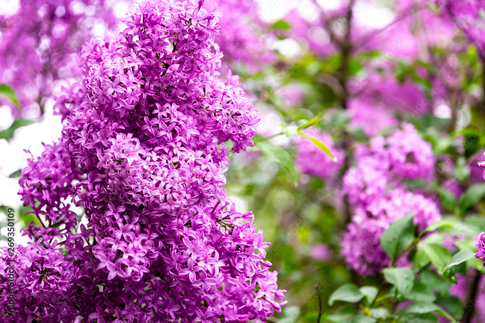 Obraz premium Blooming pink lilac Microphylla on framed background of green. Petals of little pink in spring sunny day. Selective focus. Concept of nature of North Caucasus for design.