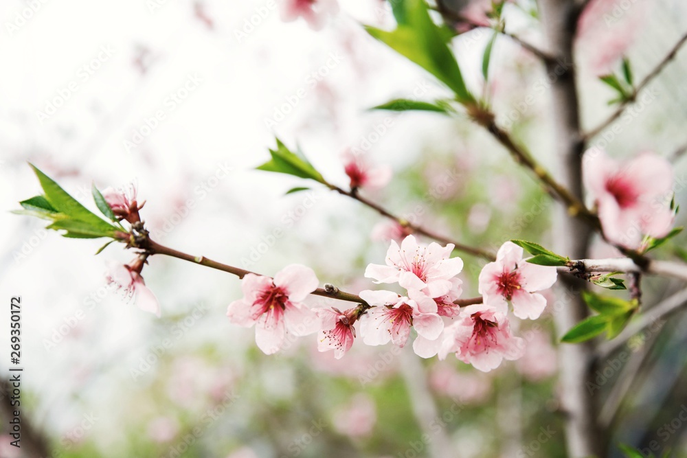 Springtide. The trees are dissolved. Pink flower on trees Springtide. The trees are dissolved. Pink flower on trees
