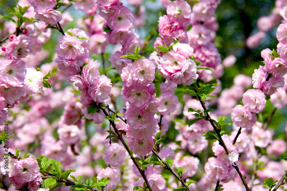All flowers in the bush sakura, pink flowers. Macro shooting blooming flower. Sakura branch in flowers. All flowers in the bush sakura, pink flowers. Macro shooting blooming flower. Sakura branch in flowers.